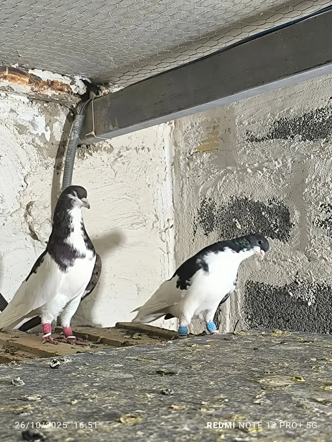 کفتر شهری|پرنده|شیراز, شهرک والفجر|دیوار