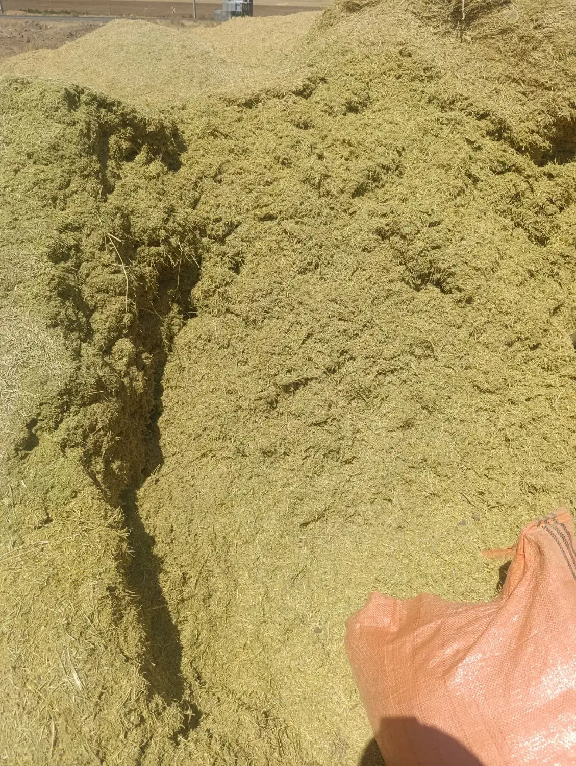 کاه عدس سبز امسال|لوازم جانبی حیوانات|نورآباد ممسنی, |دیوار