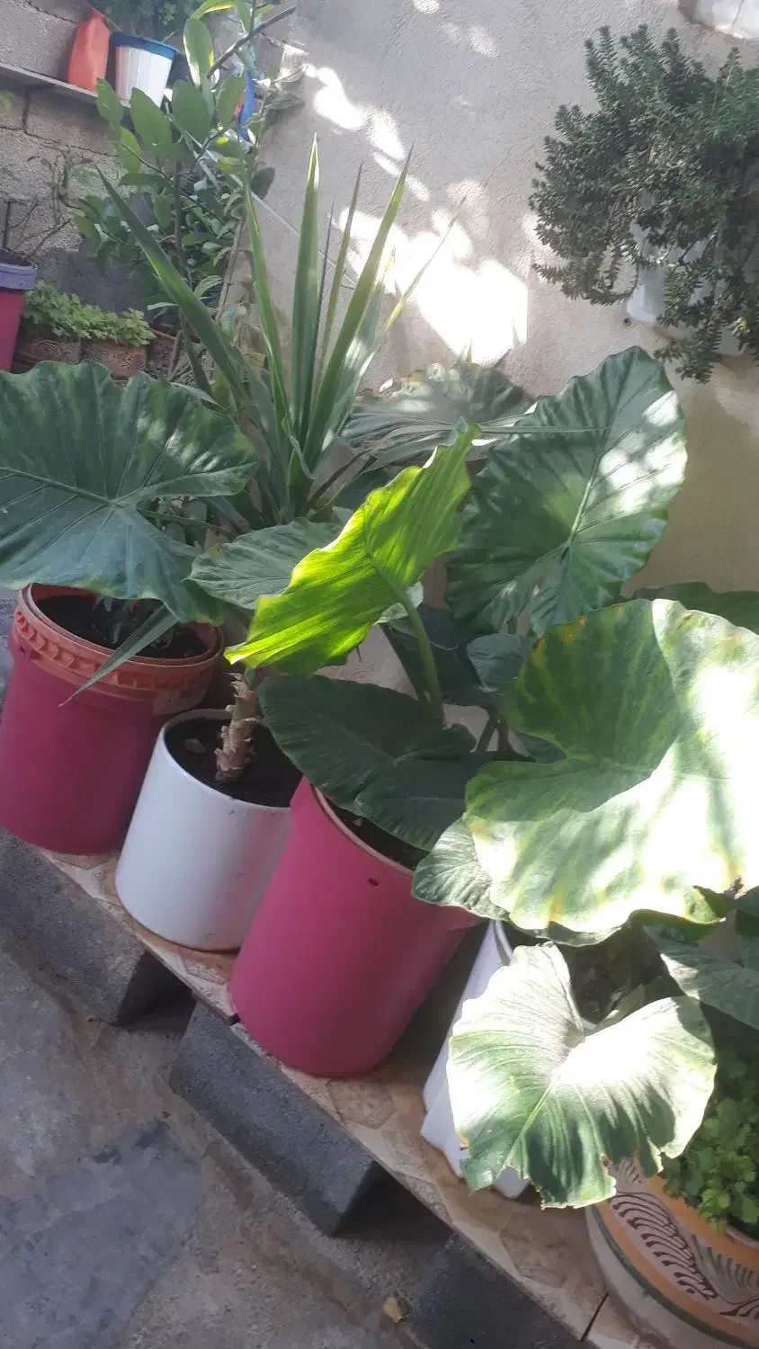 نهال وگل|گل مصنوعی|ایلام, |دیوار