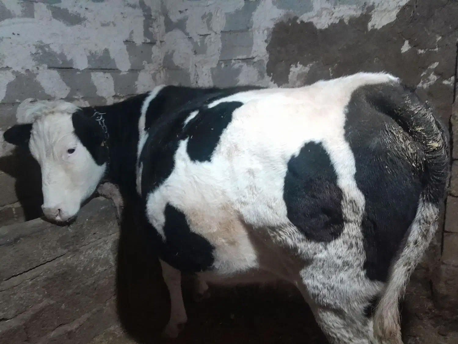 سیمینتال بوغاز|حیوانات مزرعه|اردبیل, |دیوار