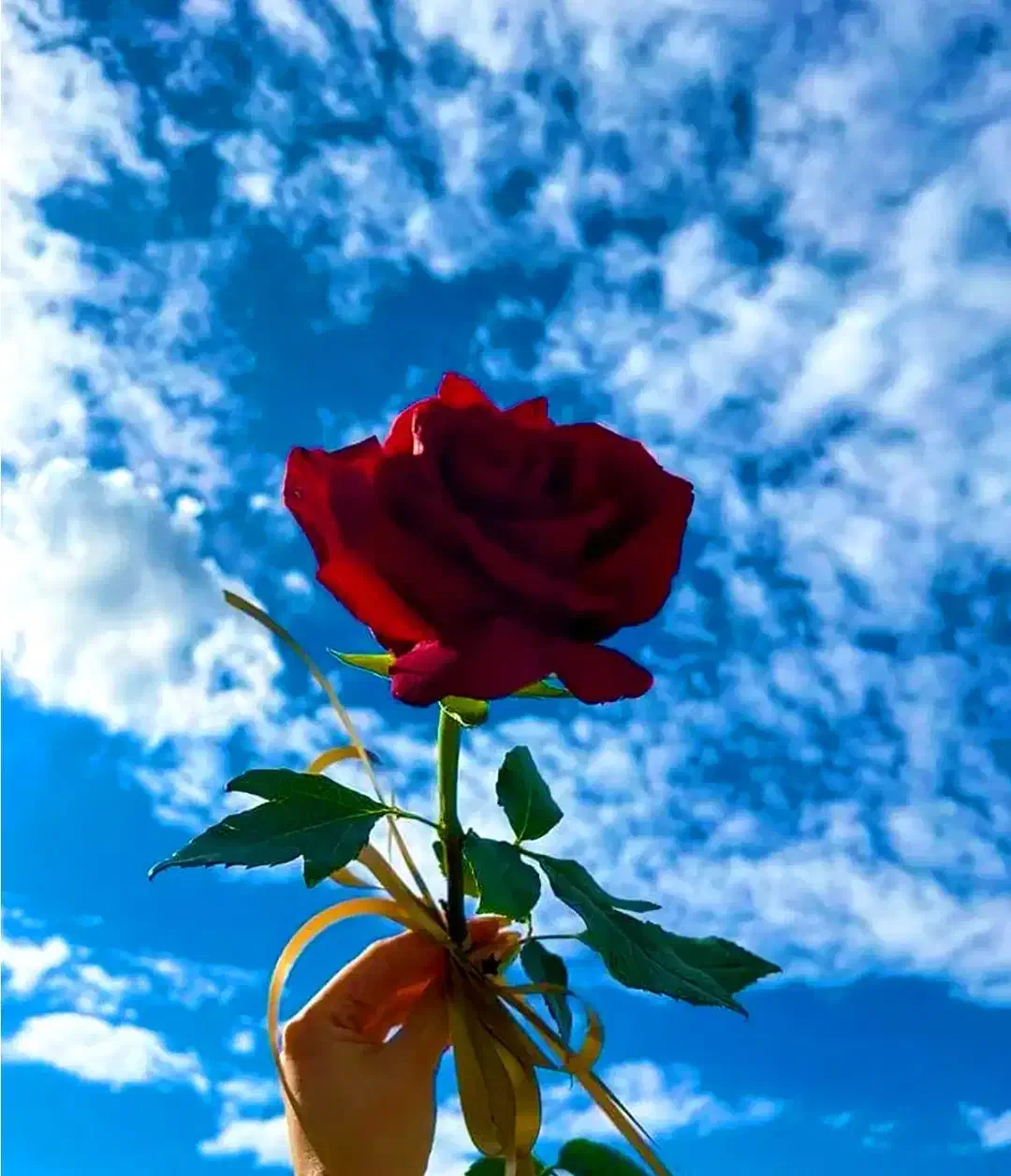 استخدام کارگرساده خانم|استخدام صنعتی، فنی، مهندسی|گلبهار, شهر جدید گلبهار|دیوار