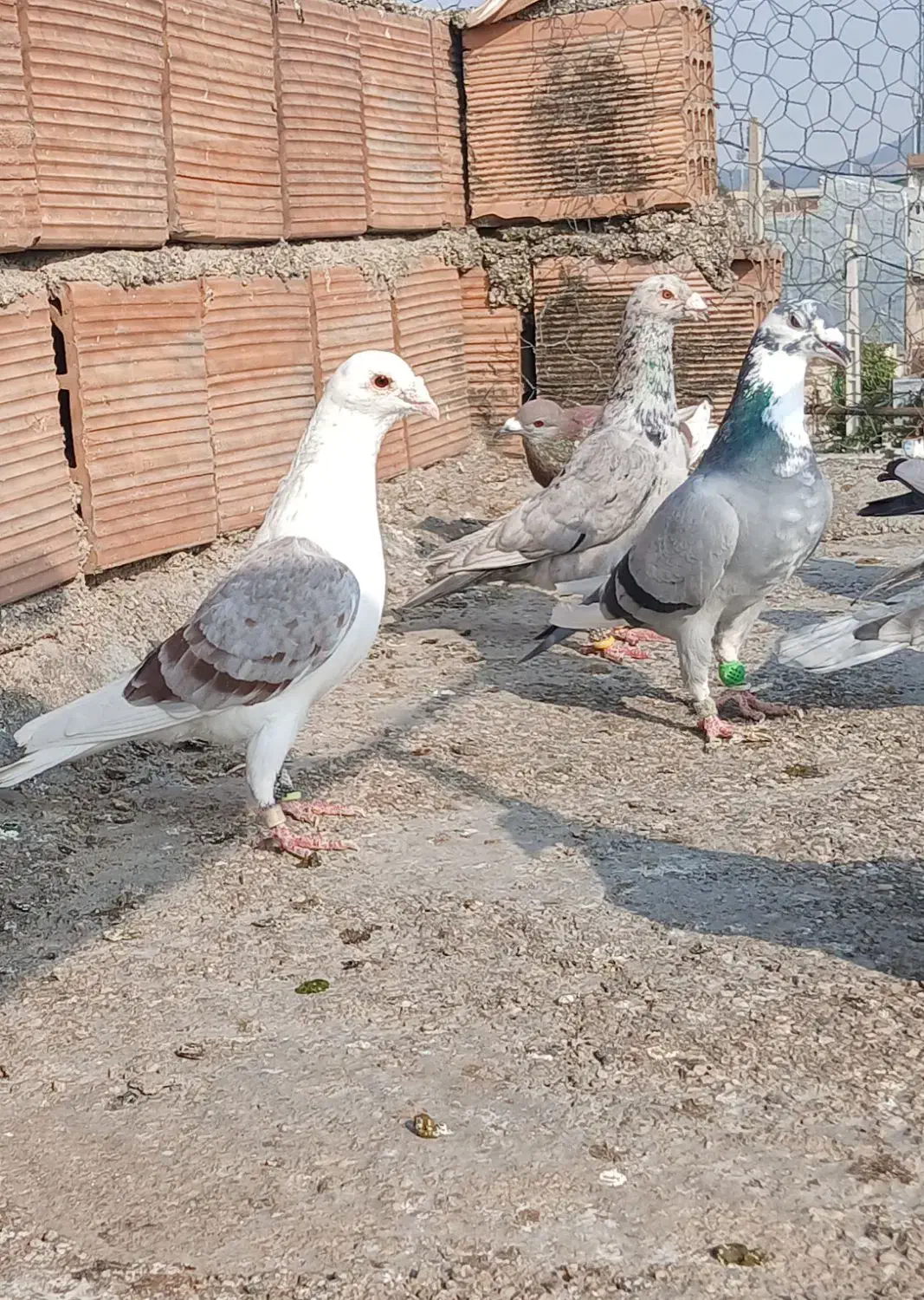 کبوتر پرشی|پرنده|آزادشهر, |دیوار