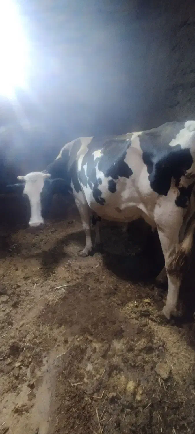 گاو هلشتاین دو ماه آبستن با گوساله|حیوانات مزرعه|دیواندره, |دیوار