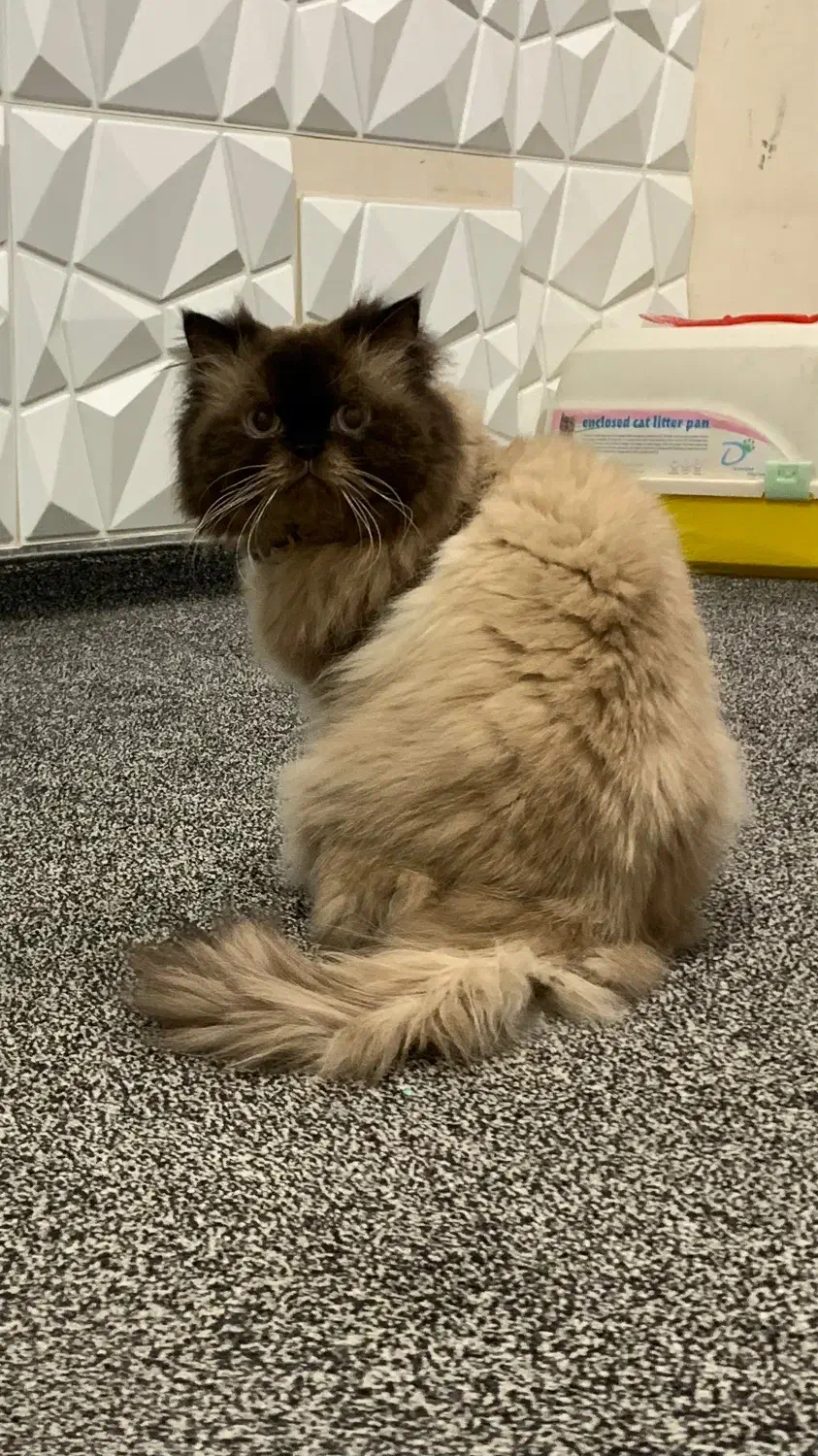 واگزاری گوربه پرشین اصیل با وسایل کامل|گربه|ایذه, |دیوار