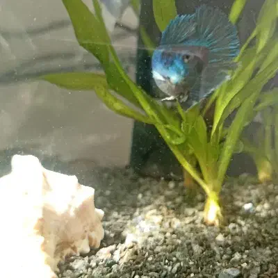 ماهی فایتر ماده ، فایتر نر|ماهی|مشهد, امیریه|دیوار