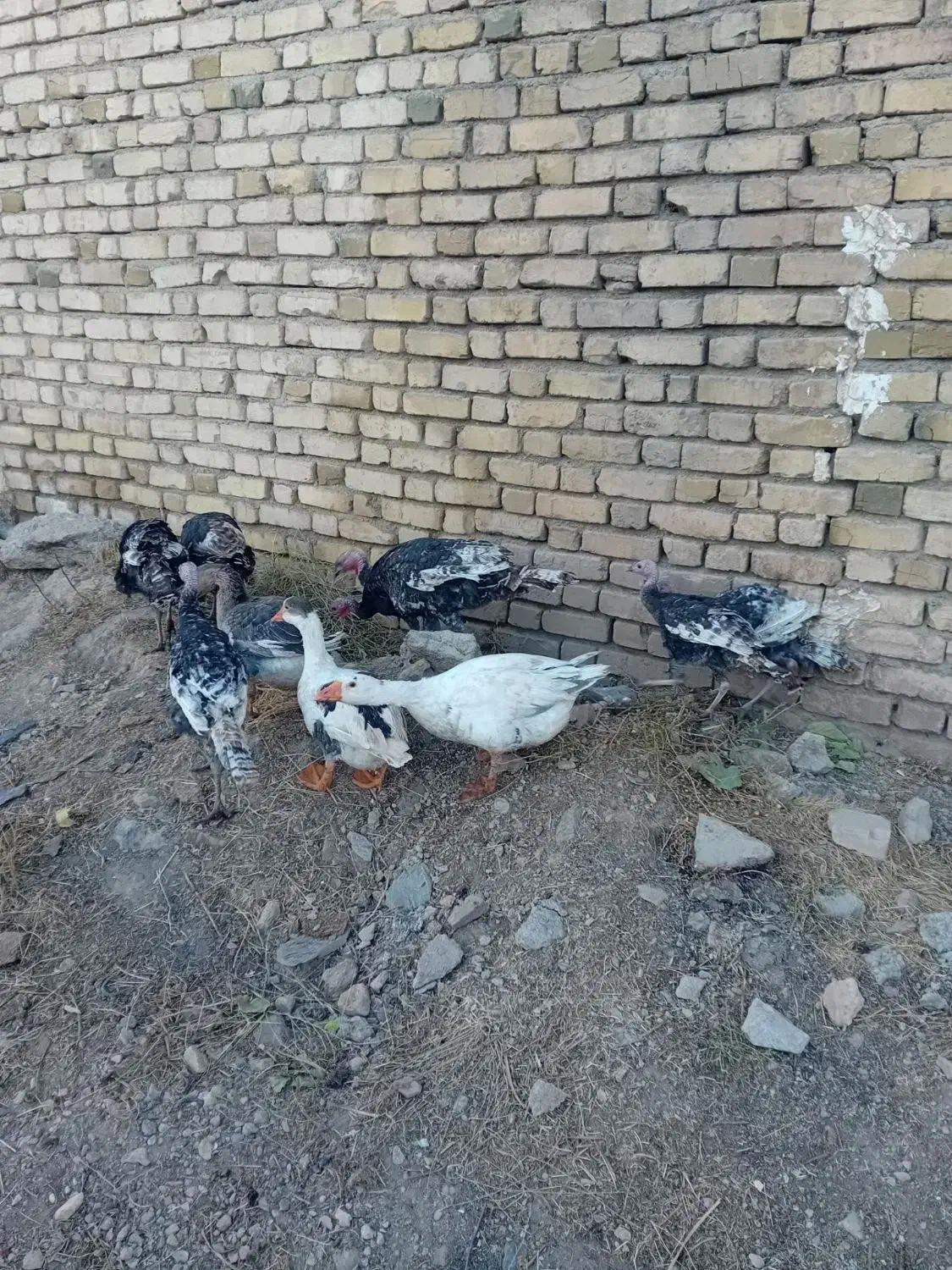 چندعددبقلمو وغاز به فروش میرسد|حیوانات مزرعه|قیدار, |دیوار