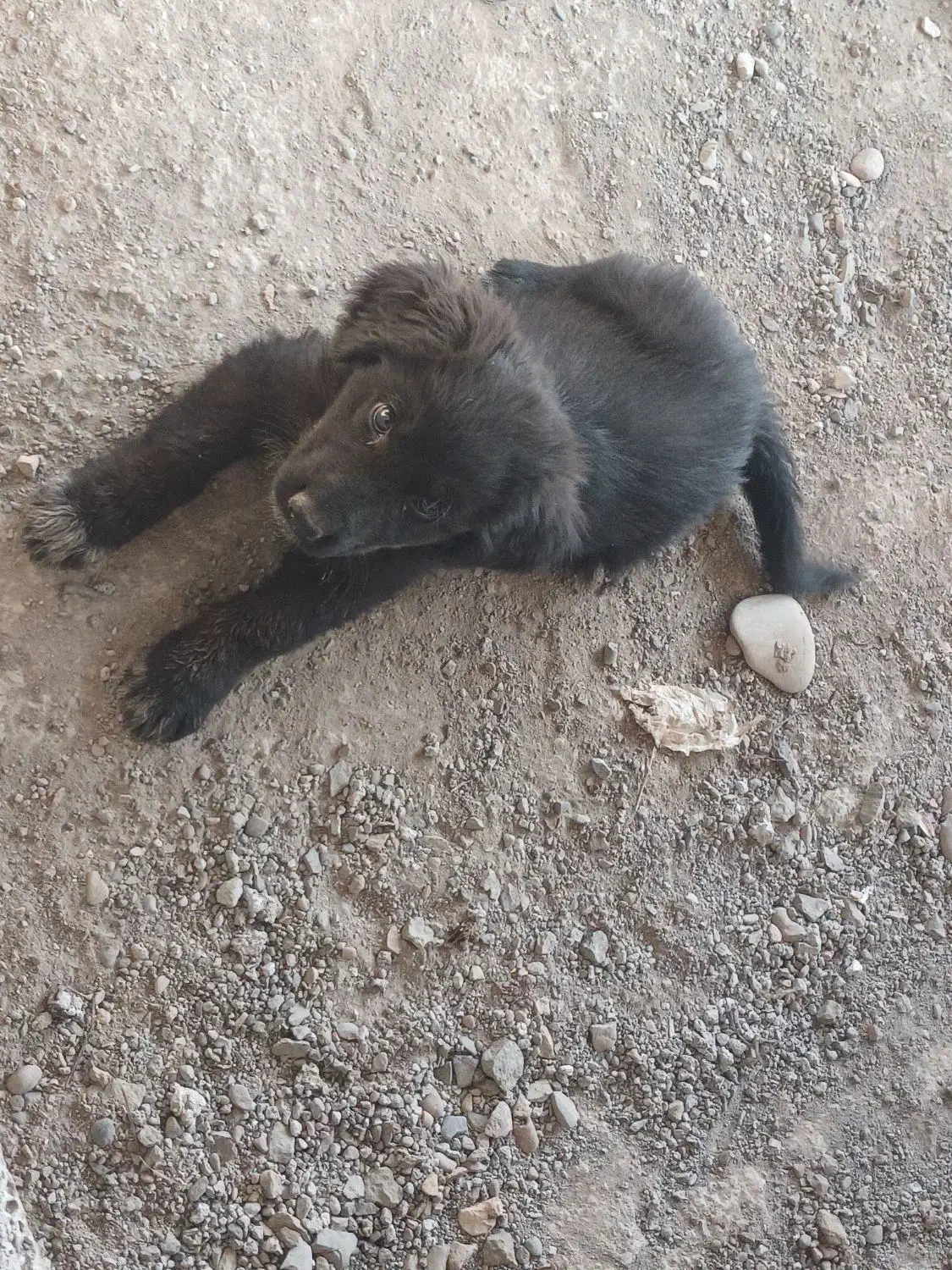 ژرمن|سگ|شلمان, |دیوار