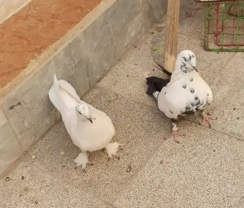 نروماده اصفهانی دم سبز عطیقه|پرنده|اصفهان, زهران|دیوار