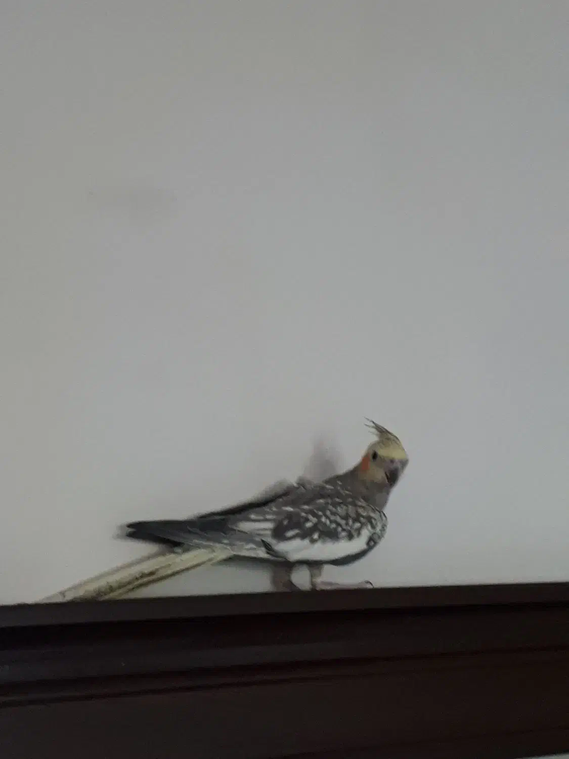 عروس هلندی ماده یک ساله|پرنده|سیاهکل, |دیوار