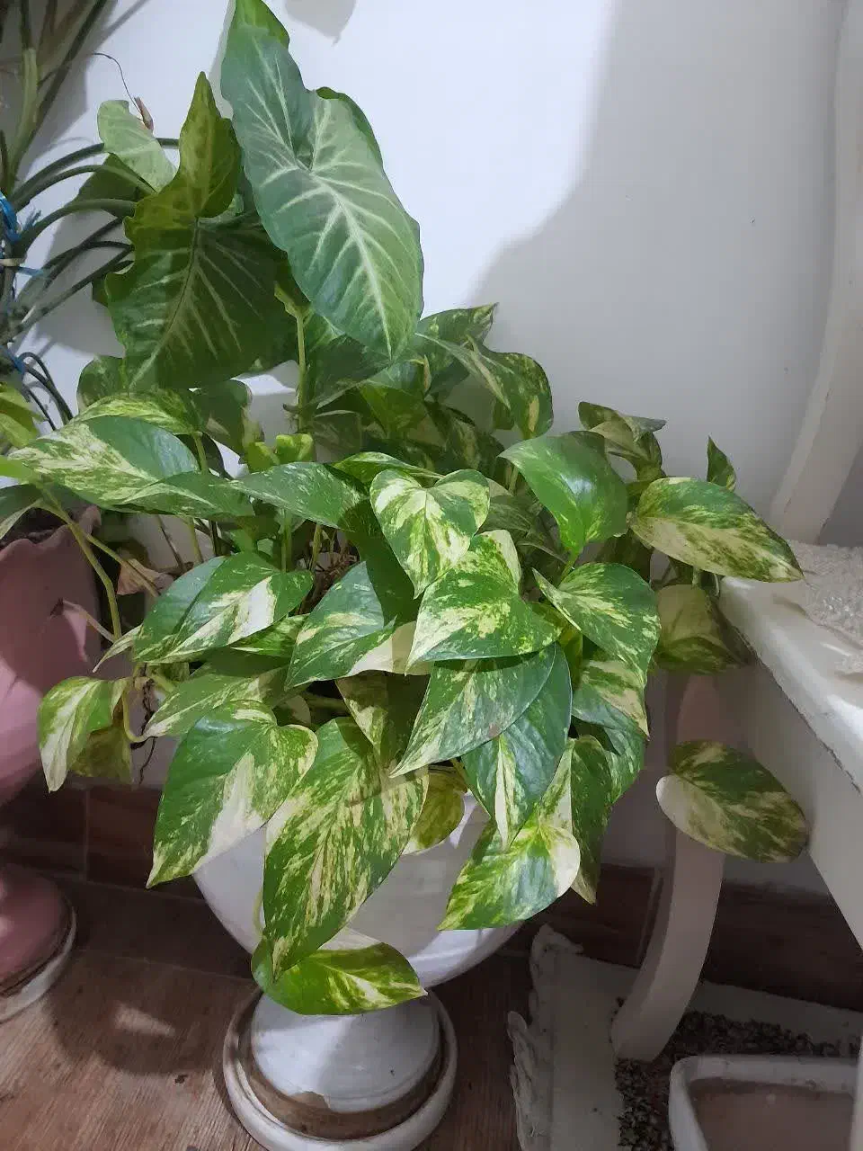 گل ابلق|گل و گیاه طبیعی|رشت, صفاری|دیوار