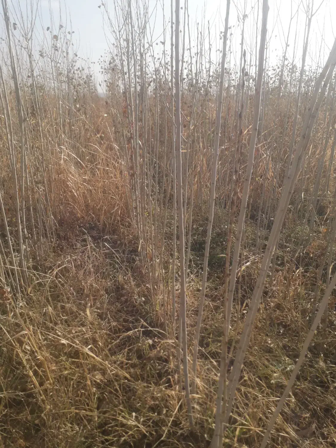 صنبر ترکیه|گل و گیاه طبیعی|تاکستان, |دیوار