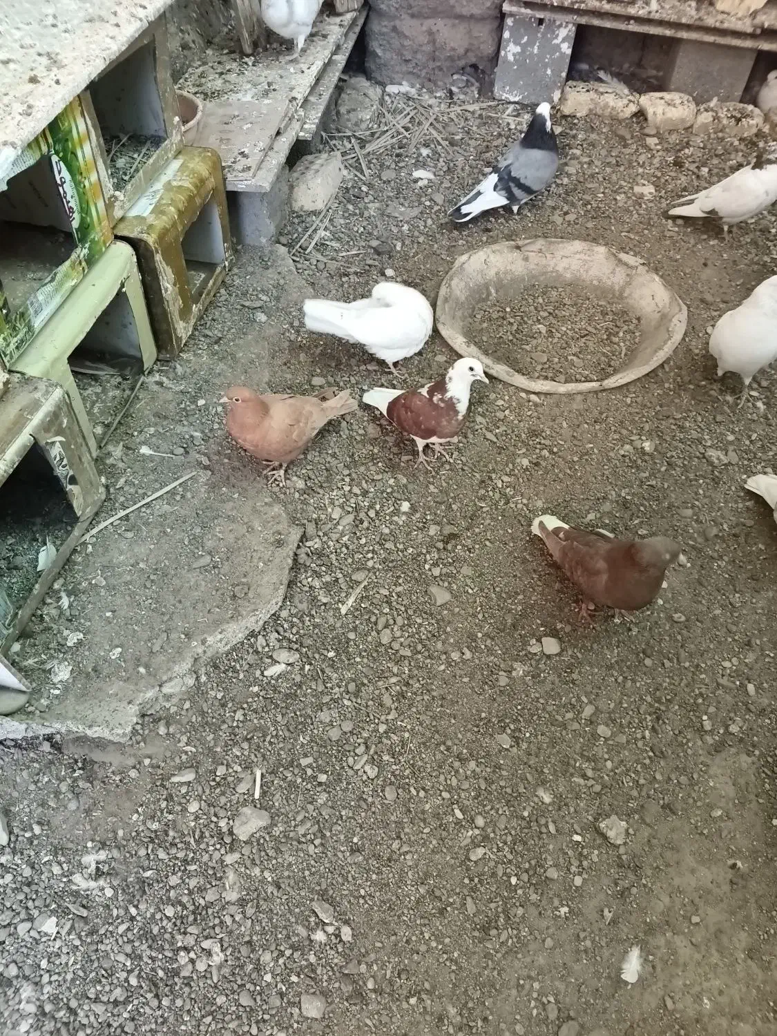 فروش جوجه گره و درجایی|پرنده|رودان, |دیوار