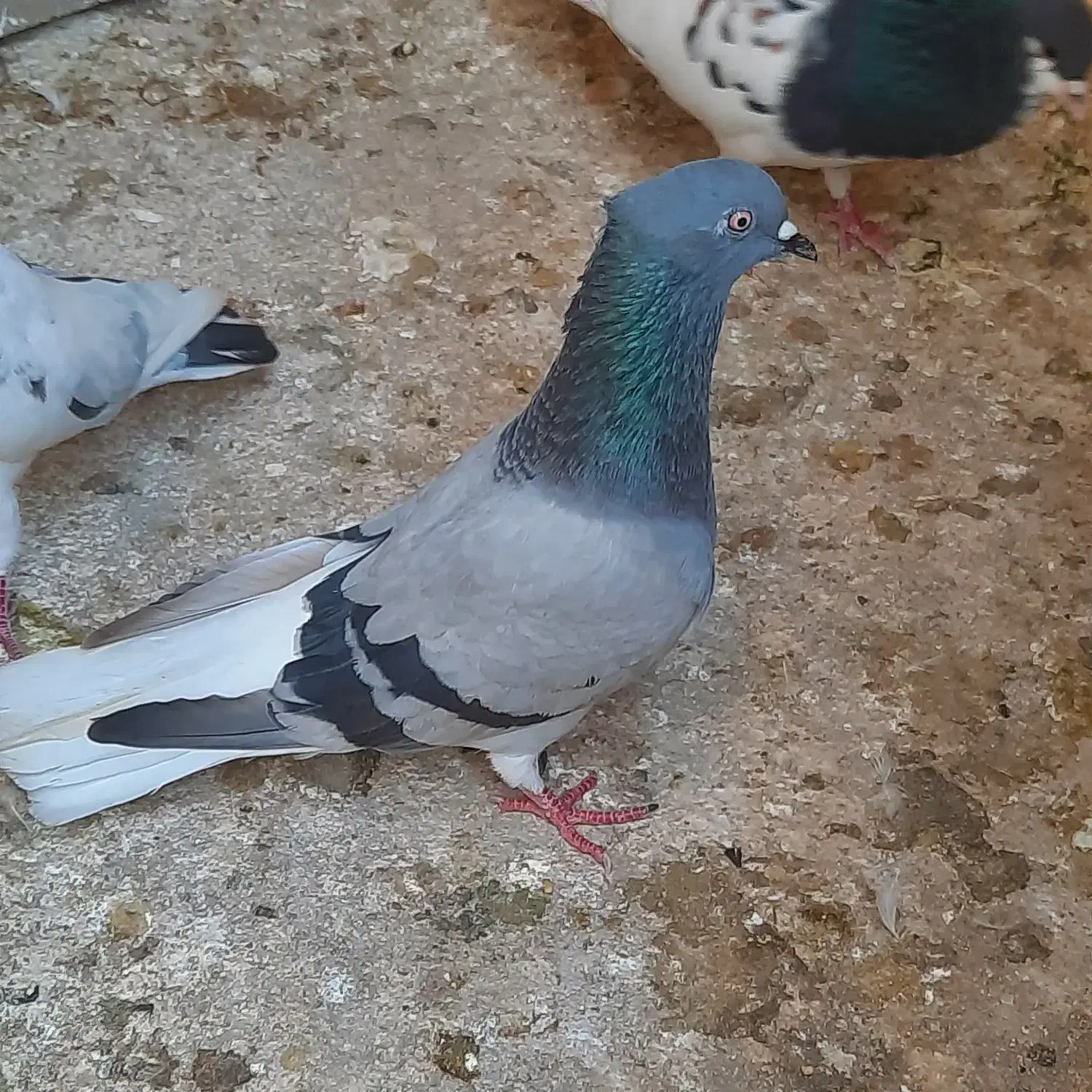 فروش تعدادی کبوتر|پرنده|باشت, |دیوار