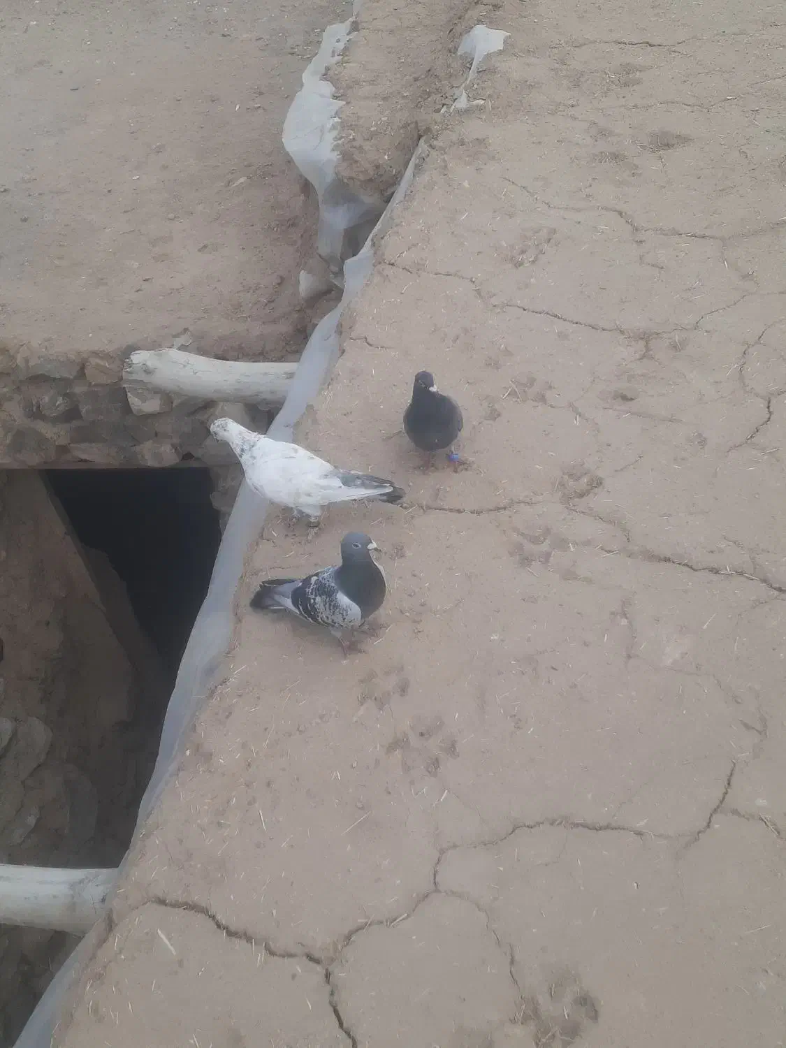 کبوتر|پرنده|درمیان, |دیوار