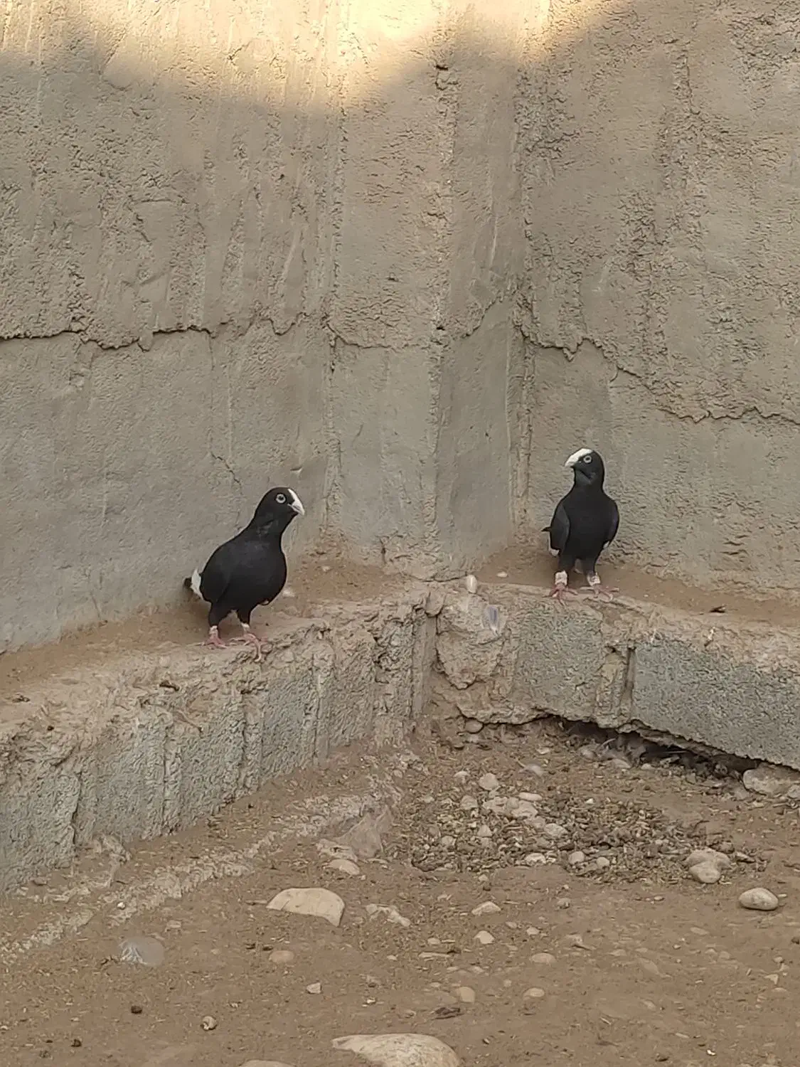 کبوتر حبشی|پرنده|بهبهان, |دیوار