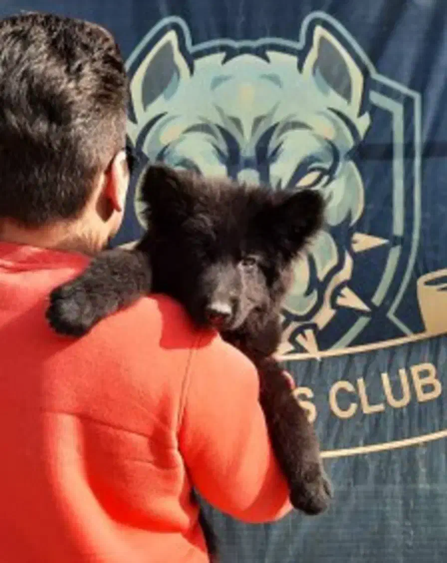 توله های موبلند کینگ سایز مشکی و دورنگ ژرمن شولاین|سگ|تهران, پردیسان|دیوار