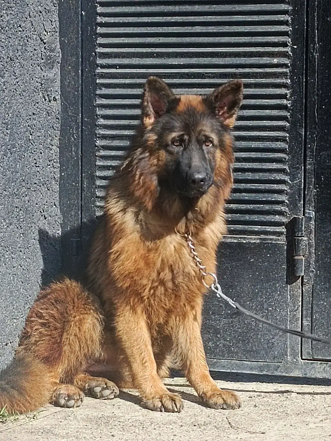 سگ ژرمن|سگ|بندر انزلی, بشمن|دیوار