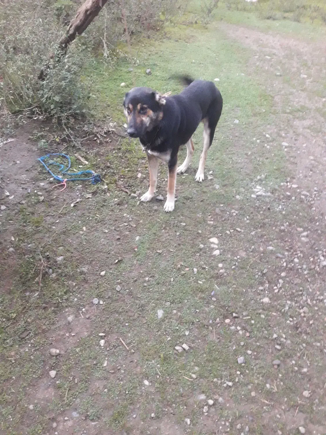 واگذار رایگان سگ نگهبان|سگ|شفت, |دیوار