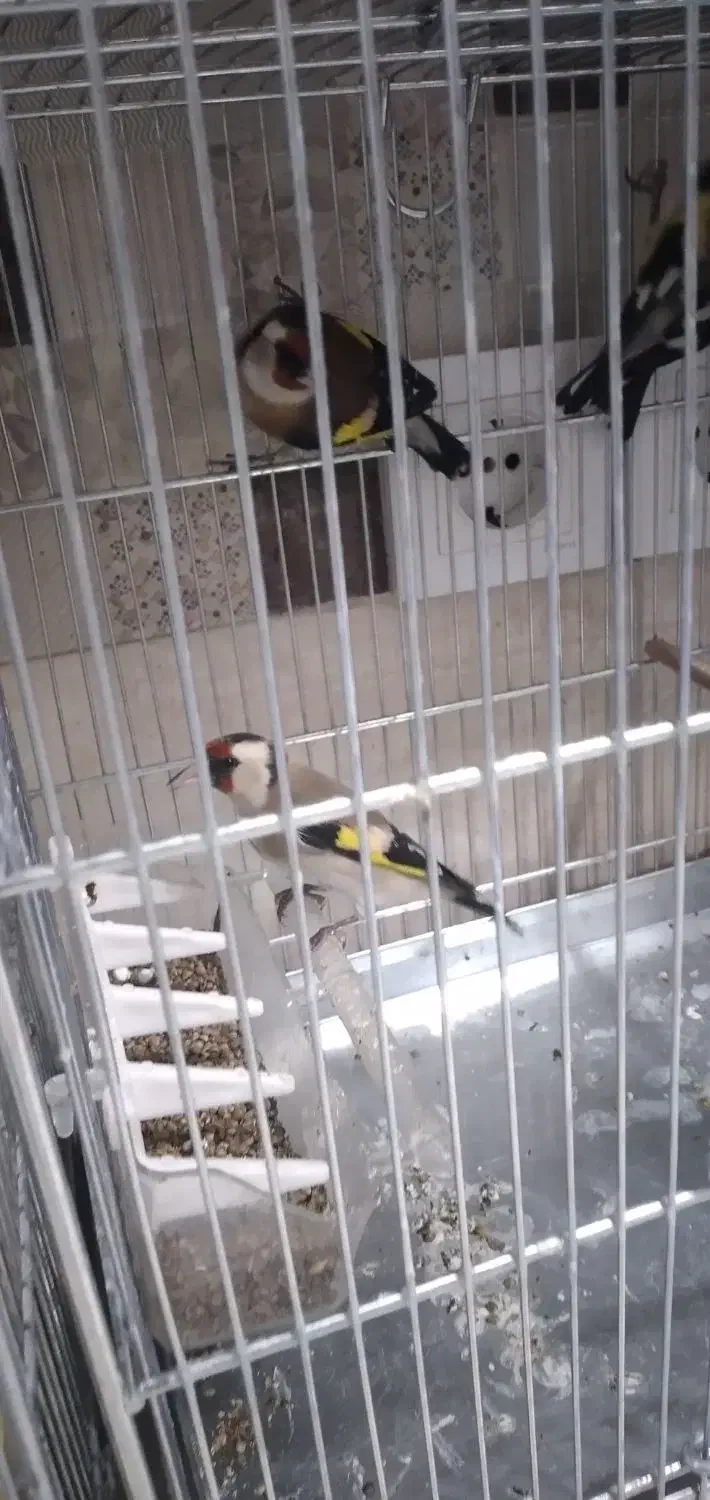 ماده سهره دورگ فیروز کوه همه قواره دار یک ماه قفس|پرنده|تهران, دردشت|دیوار