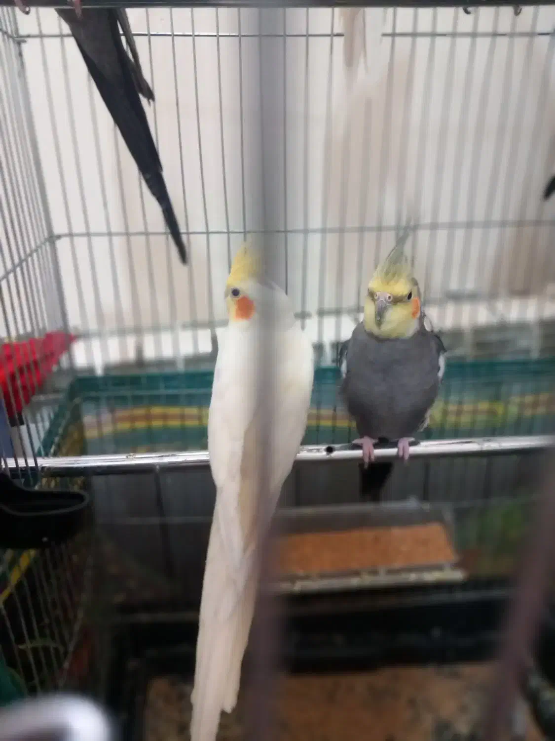 عروس‌هلندی|پرنده|سهند, |دیوار