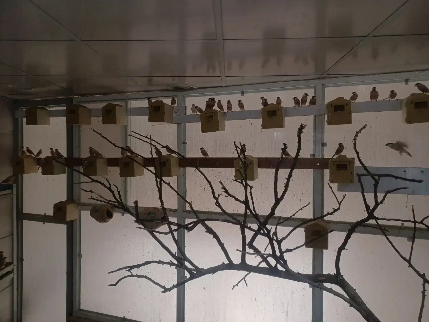 فروش ۴۰جفت فنج نرگسی شکلاتی|پرنده|ری, صالح آباد جنوبی (باغ رضوان)|دیوار