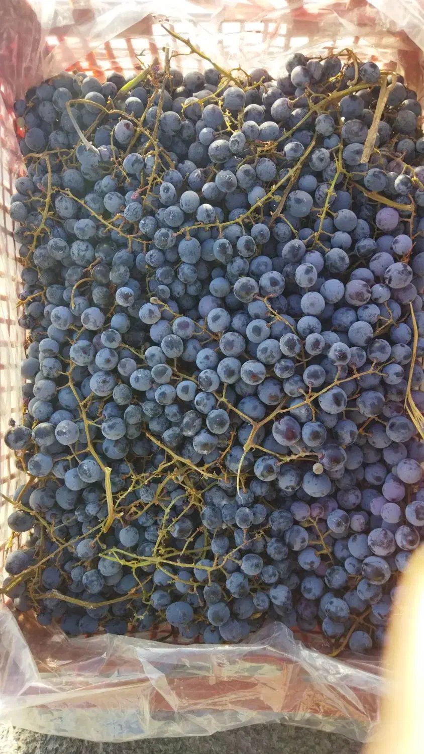 انگور|خوردنی و آشامیدنی|خمین, |دیوار