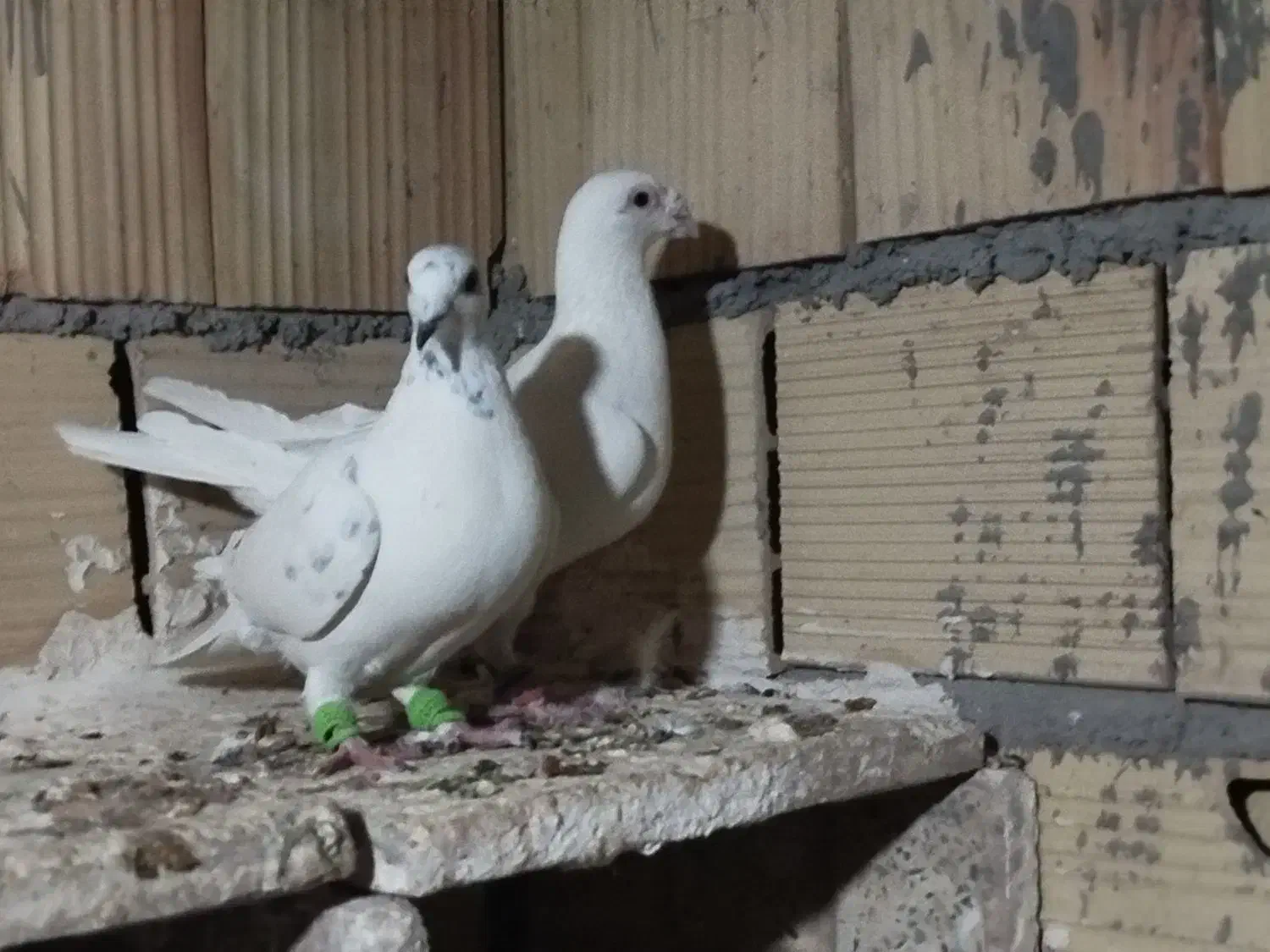 کبوتر|پرنده|شال, |دیوار