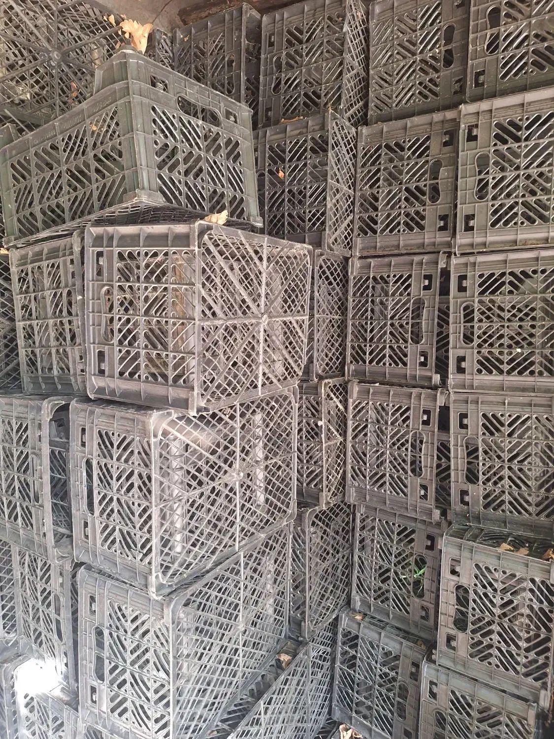 سبد میوه|ظروف نگهدارنده، پلاستیکی، یک‌بارمصرف|دزفول, |دیوار