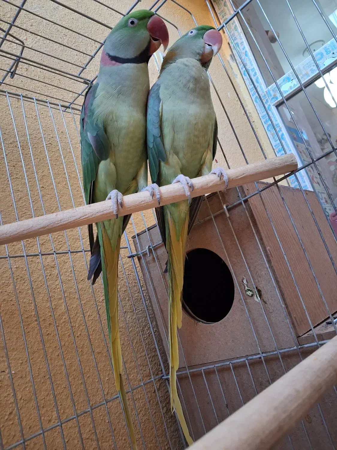 یک جفت شاه طوطی مولد|پرنده|تبریز, |دیوار