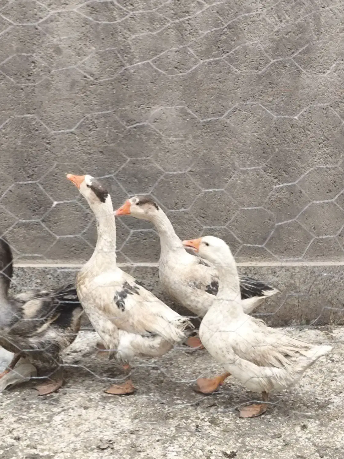 غاز محلی|حیوانات مزرعه|قیدار, |دیوار