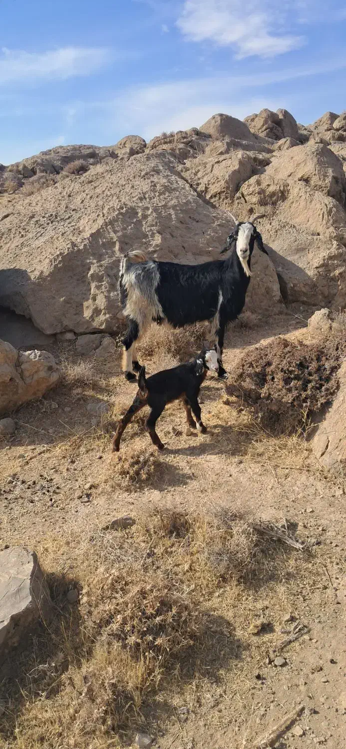 بز کهره دار|حیوانات مزرعه|مرودشت, نقش رستم|دیوار
