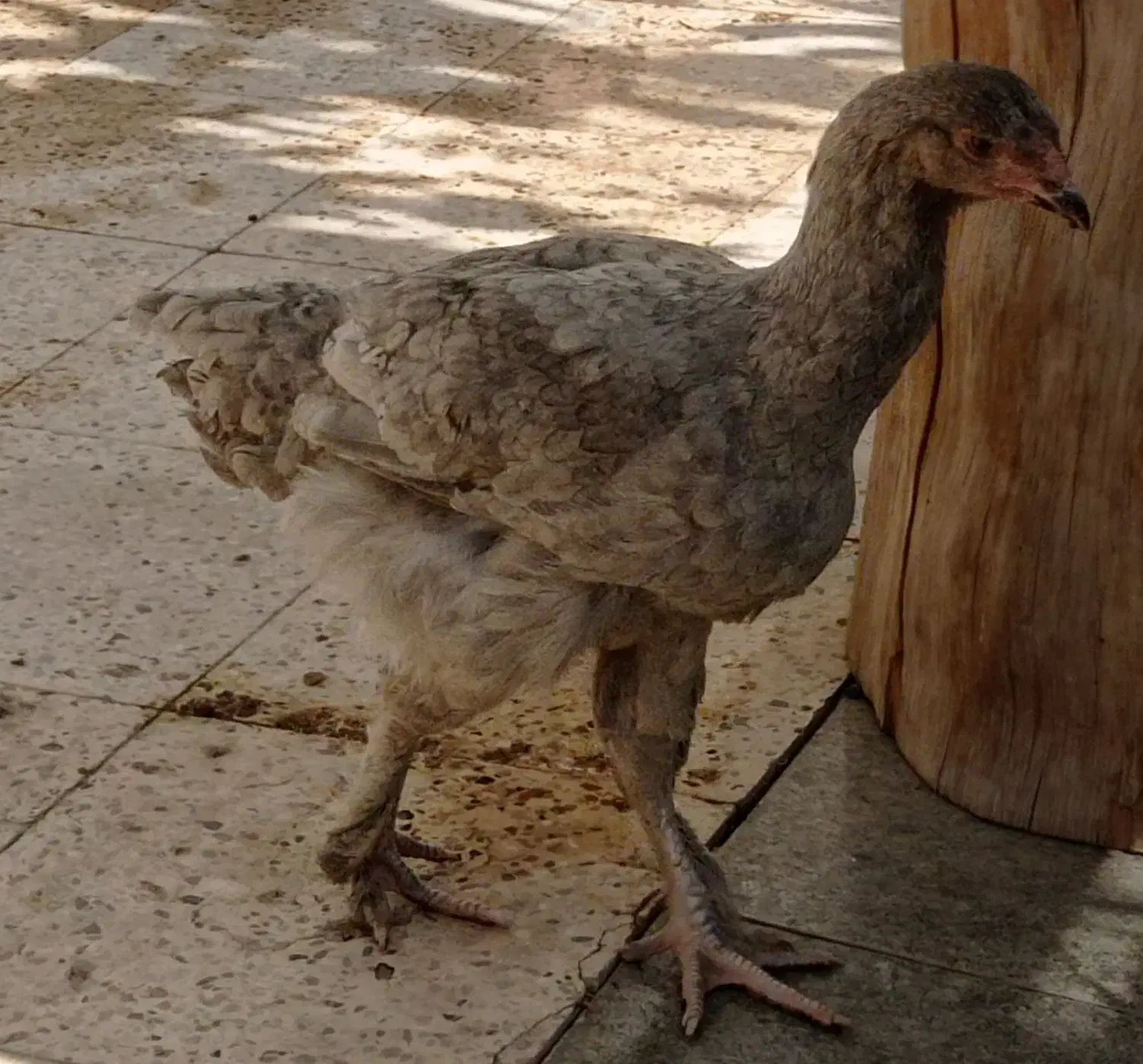 مرغ نژاد دار برهما لهستانی آمروک|حیوانات مزرعه|گلبهار, شهر جدید گلبهار|دیوار