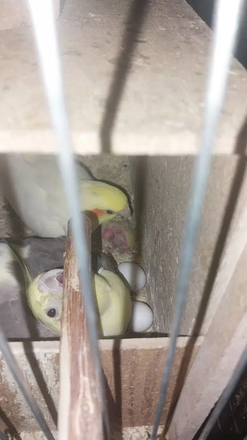 عروس هلندی مولد|پرنده|پیشوا, |دیوار