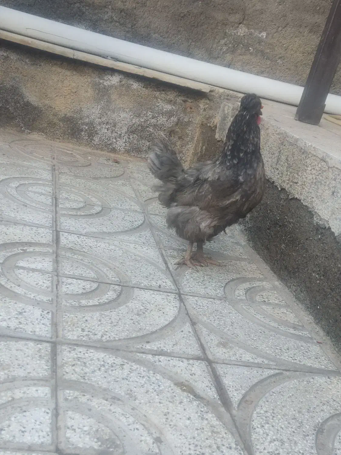 مرغ|حیوانات مزرعه|نیشابور, شهرکهنه|دیوار