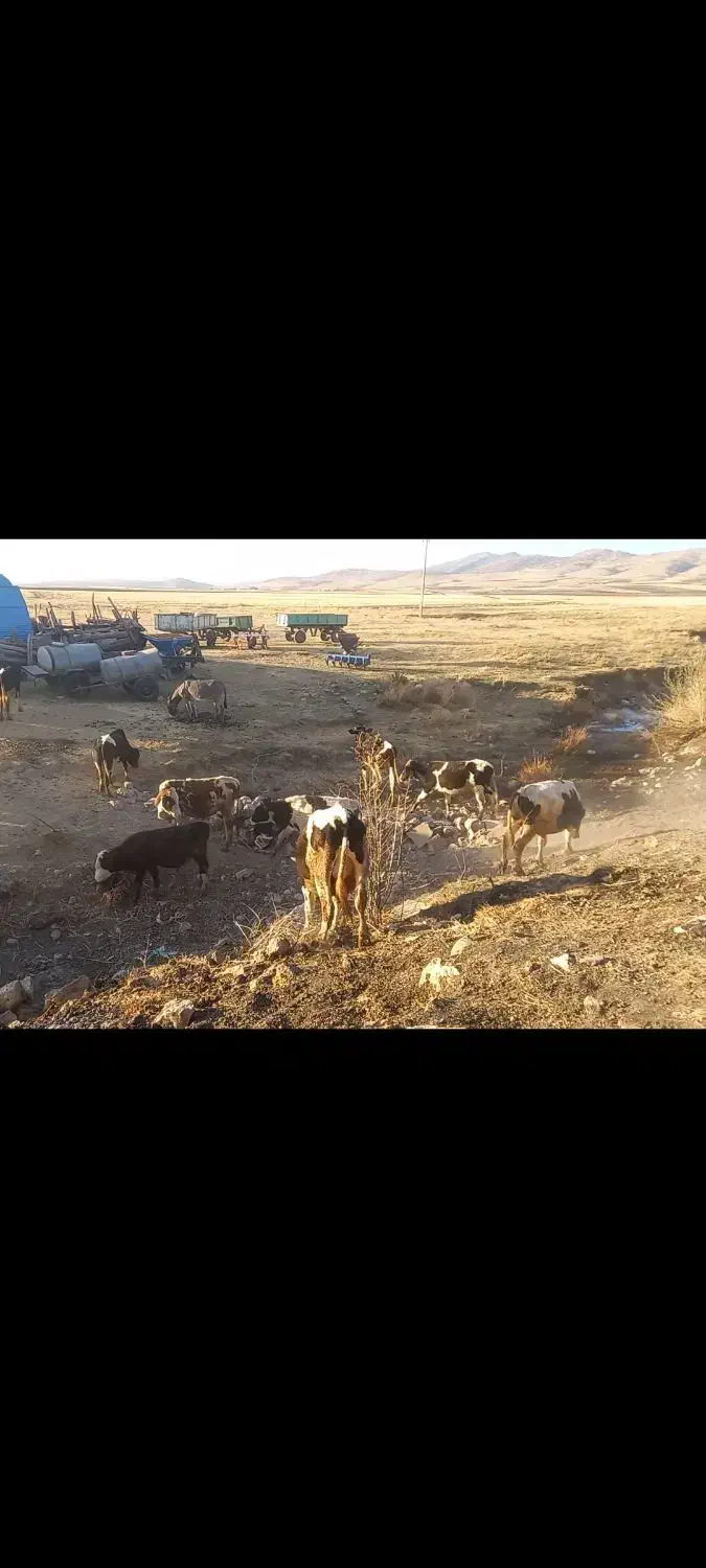 ۱۲راس گوساله دورگه صحرا-رو|حیوانات مزرعه|دالاهو, |دیوار