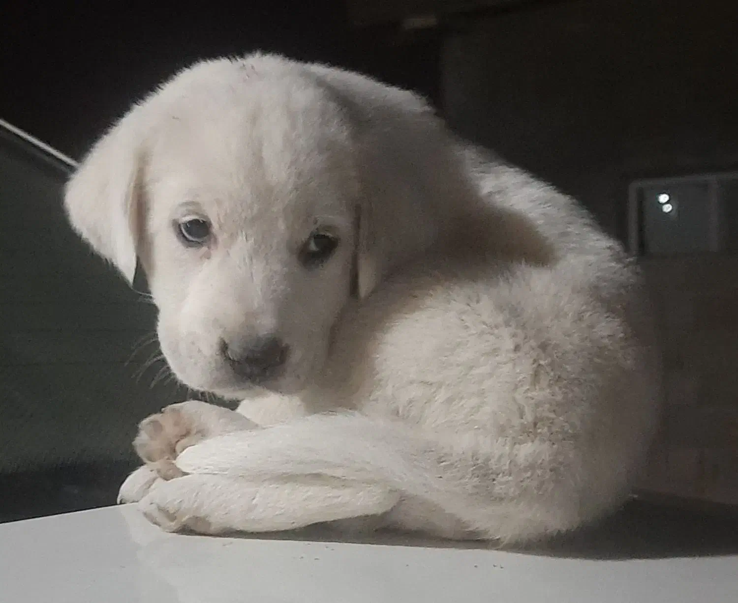 توله ماده|سگ|گنبد کاووس, |دیوار