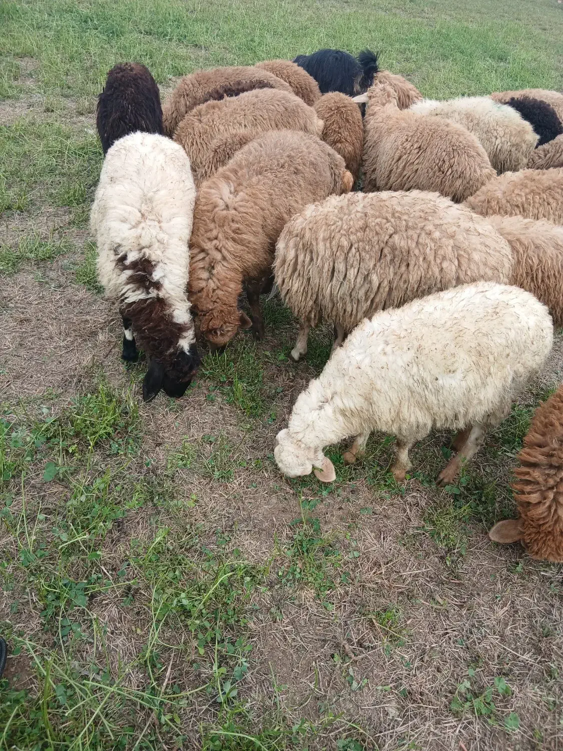 ۱۸ بره نر|حیوانات مزرعه|اصلاندوز, |دیوار