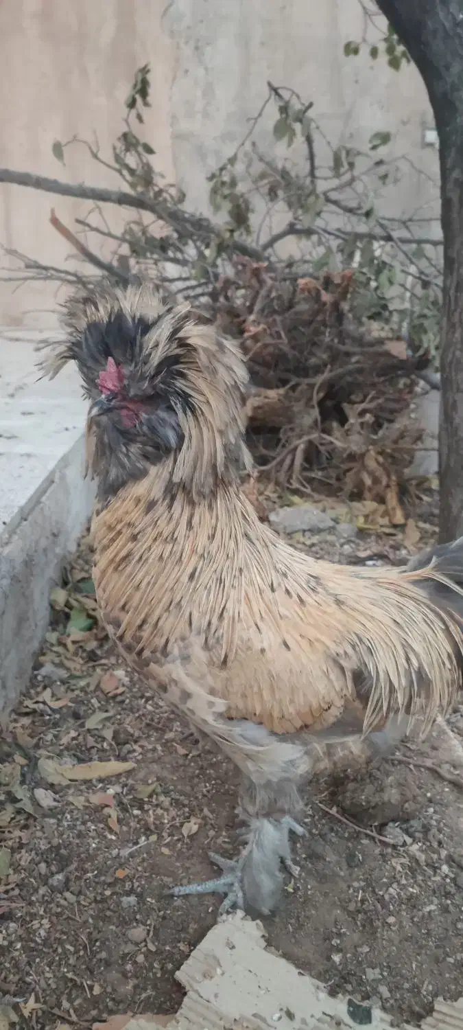 خروس کاکولی|حیوانات مزرعه|تربت‌حیدریه, آغوی|دیوار