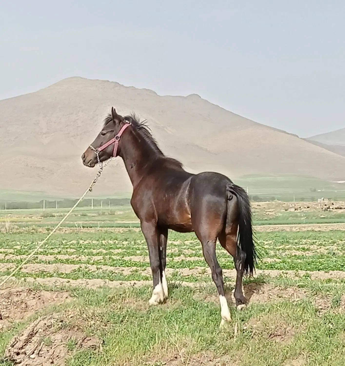 اسب|اسب و تجهیزات اسبسواری|خزل, |دیوار