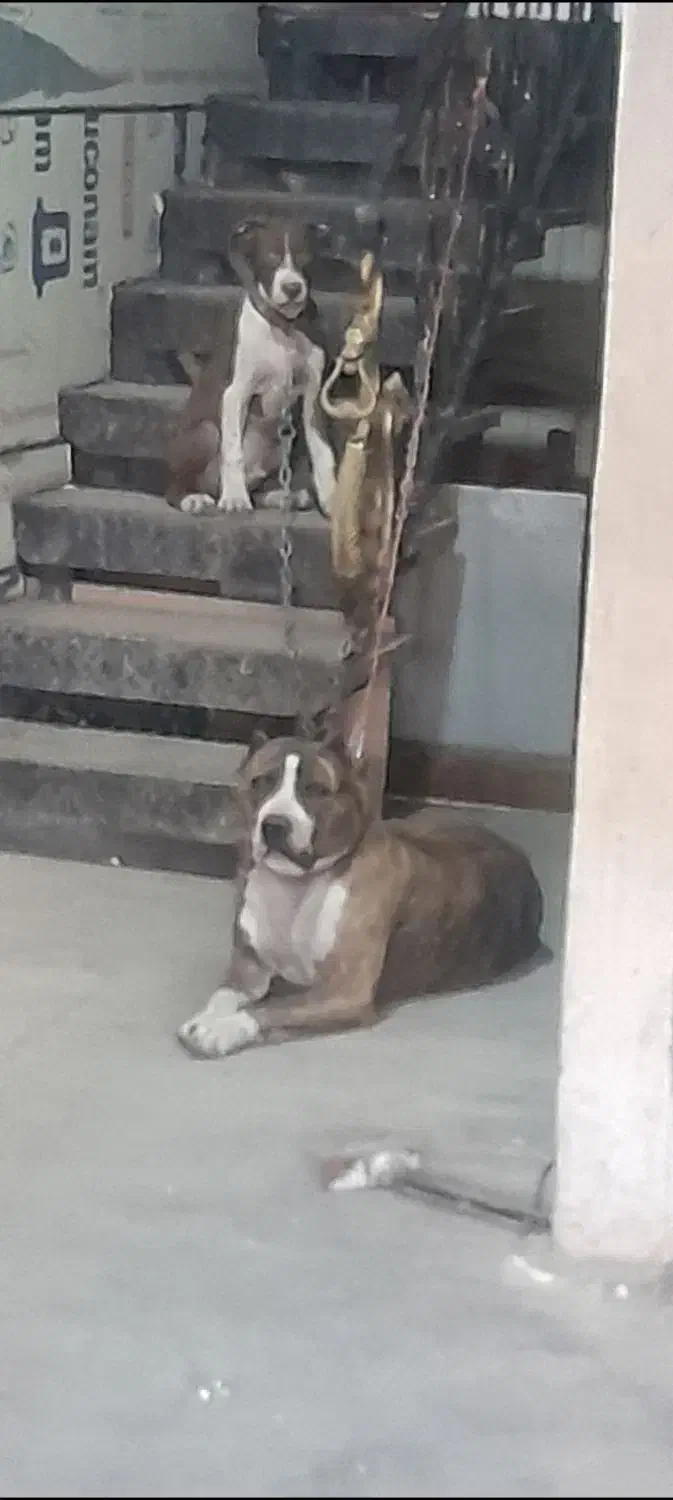 سگ پیتبول|سگ|ری, بازار آهن|دیوار