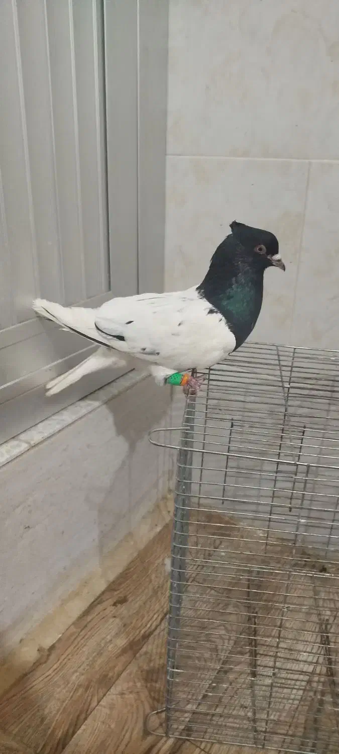 کبوتر رنگی|پرنده|سوسنگرد, |دیوار