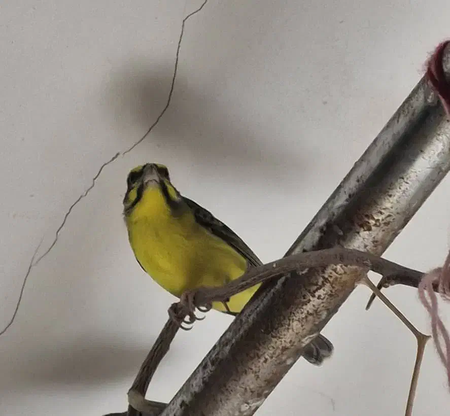 سهره یاسمین و فنچ لپ نارنجی  نرو ماده یاسمین هست|پرنده|اصفهان, شیخ اشراق|دیوار