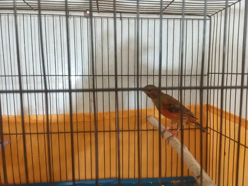 قناری نر وماده سورخ سوخته آماده جفت|پرنده|اندیمشک, |دیوار