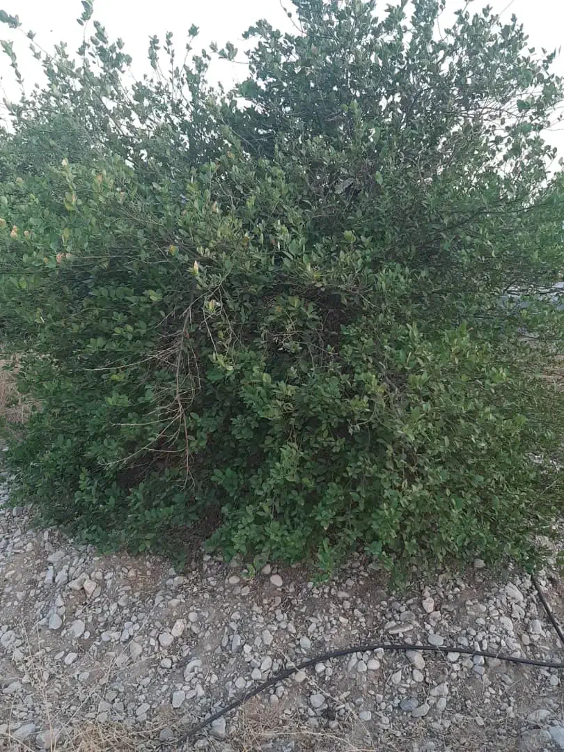 فروش باغ ۱۰۰۰ متری|فروش دفتر صنعتی، کشاورزی، تجاری|دوگنبدان, |دیوار