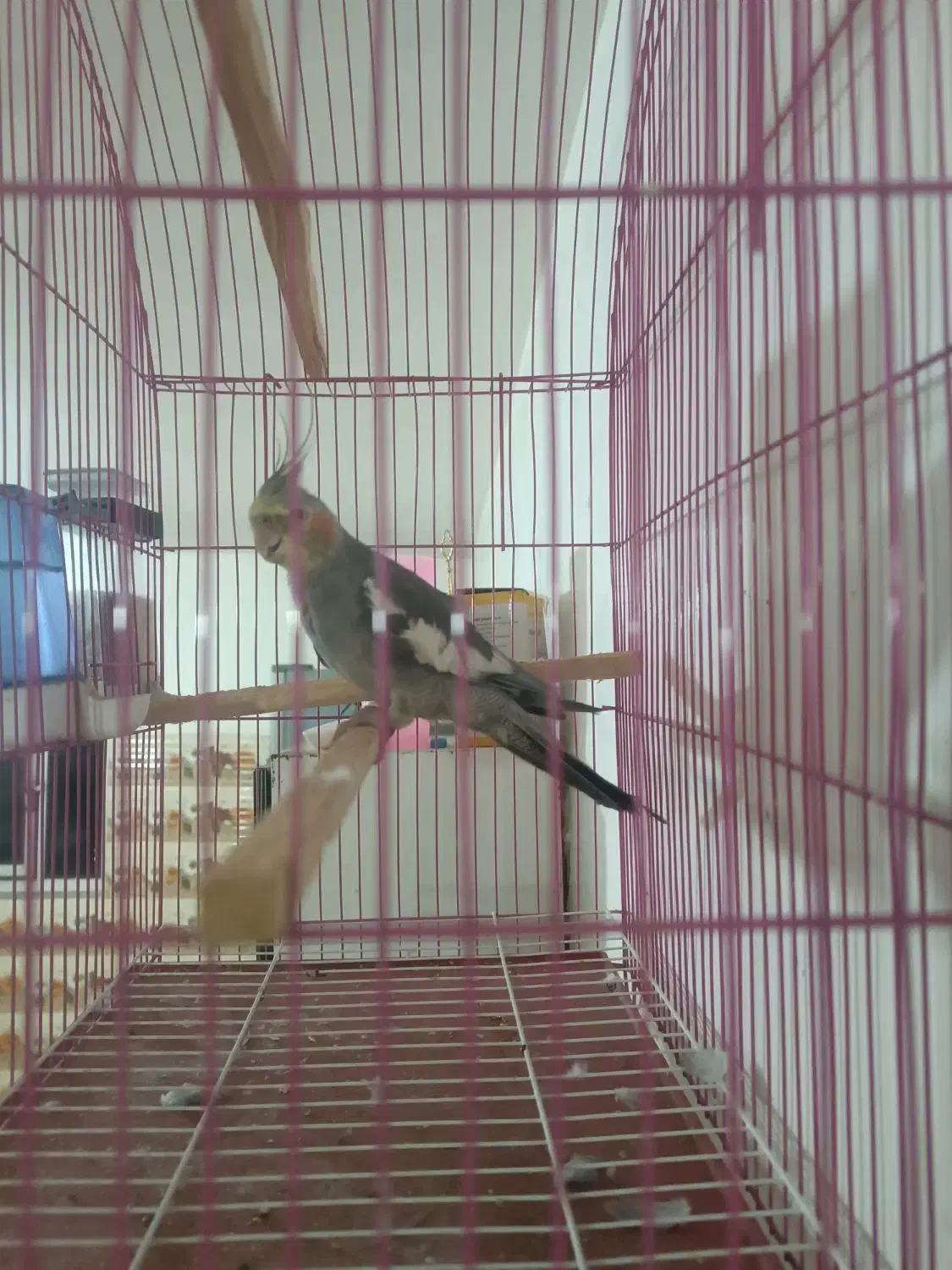 عروس هلندی نر|پرنده|هریس, |دیوار