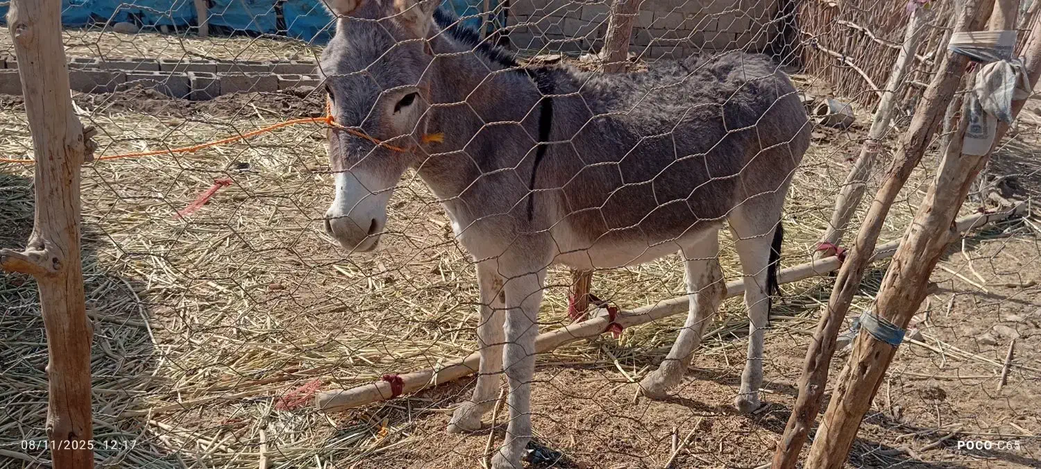 الاغ ماده|حیوانات مزرعه|ارزوئیه, |دیوار