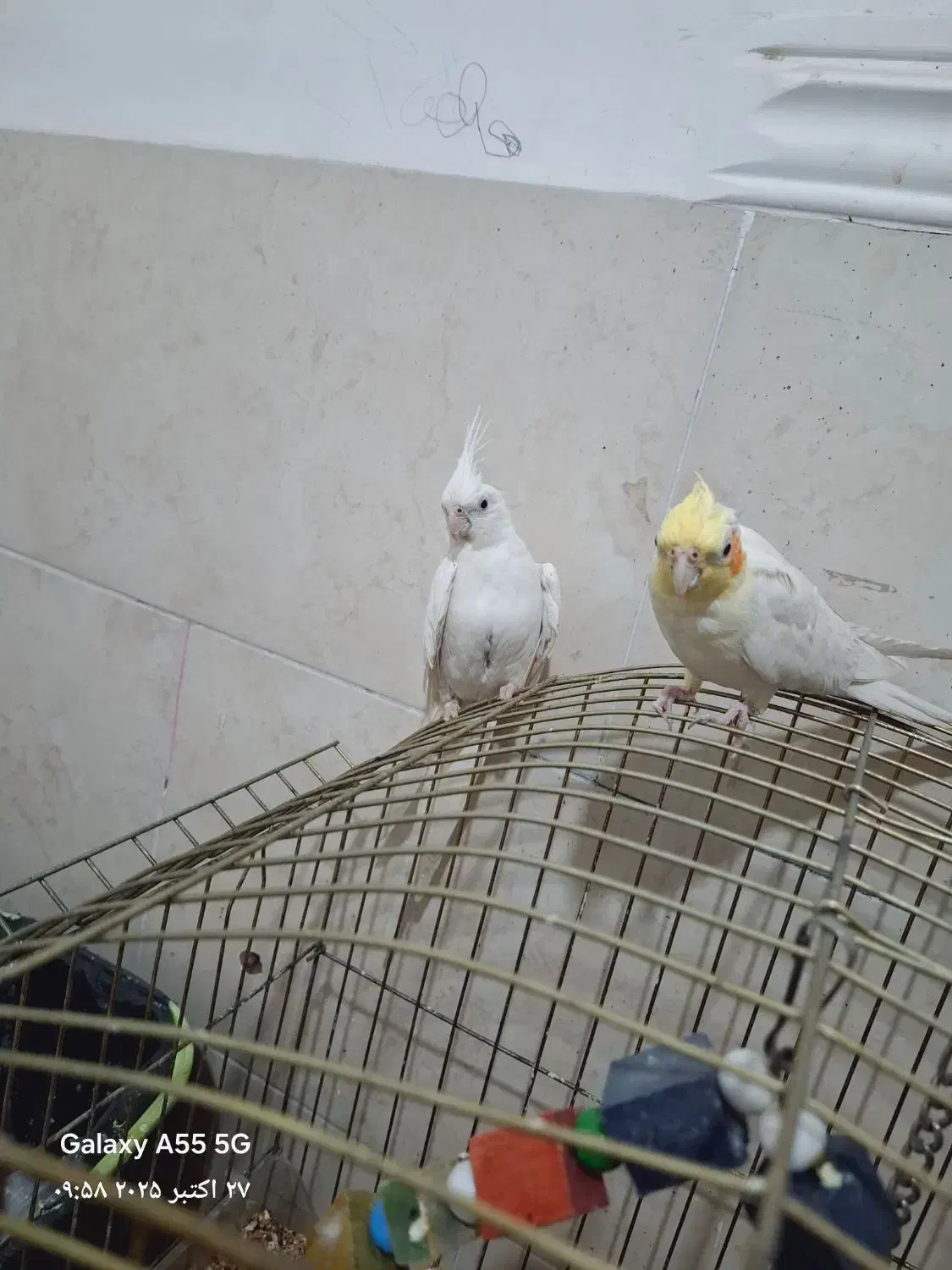 عروس هلندی نر و ماده|پرنده|آبپخش, |دیوار