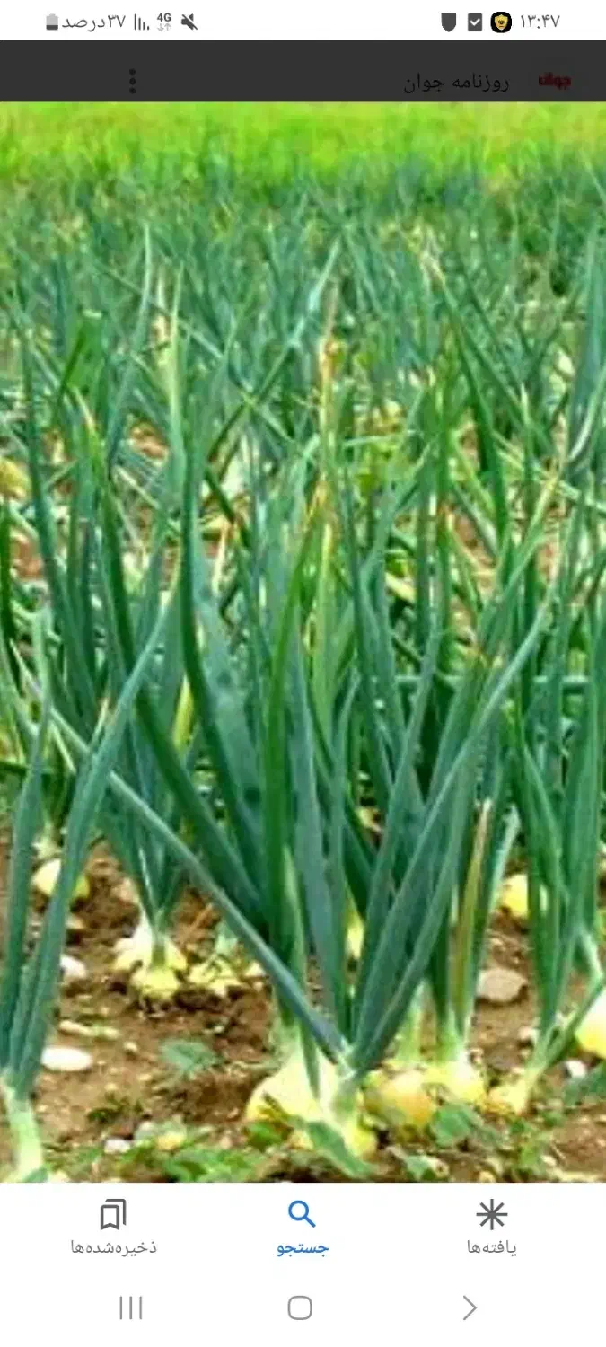 اکیپ کارگری، کارپیاز|خدمات باغبانی و درختکاری|بناب, |دیوار