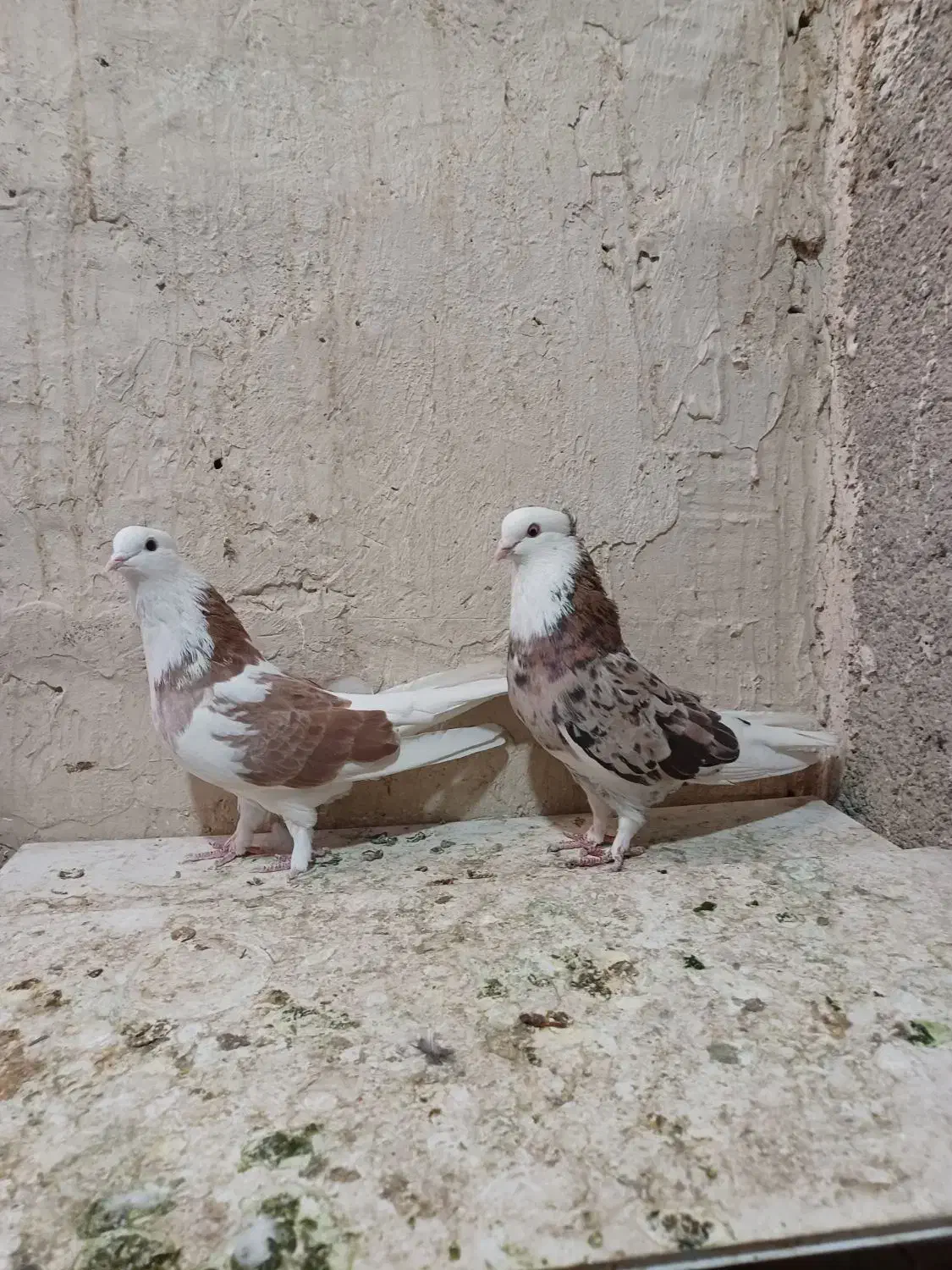 کبوتر کفتر سه جفت|پرنده|نسیم‌شهر, |دیوار