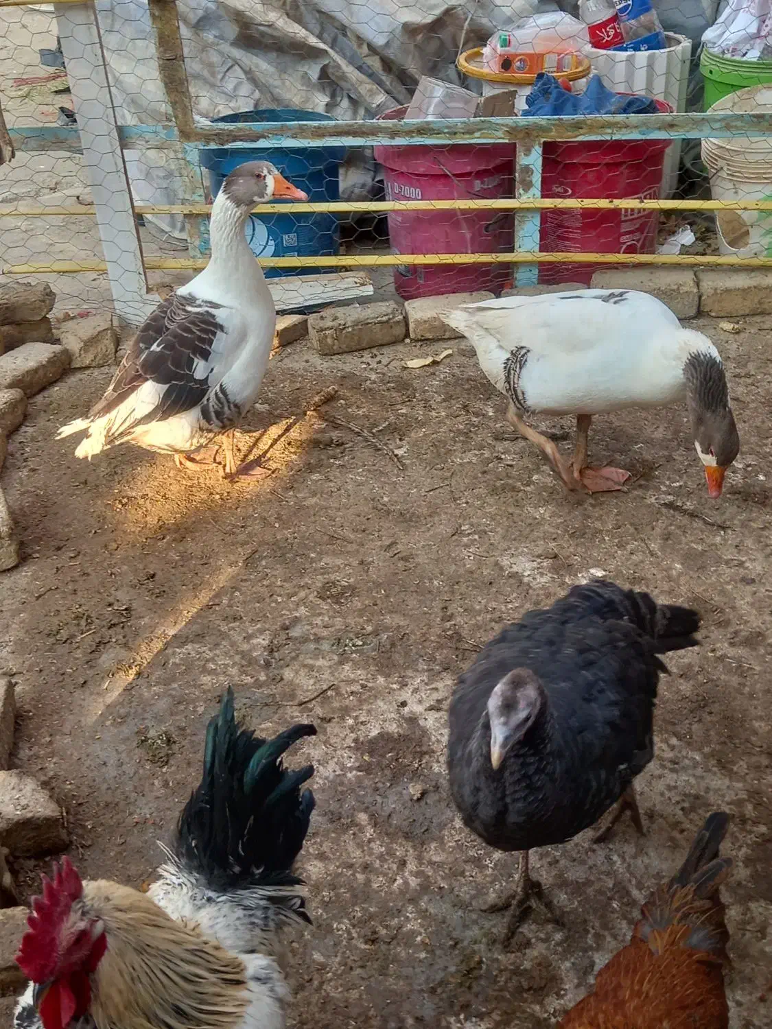 مرغ خروس بوقلمون|حیوانات مزرعه|کبودرآهنگ, |دیوار